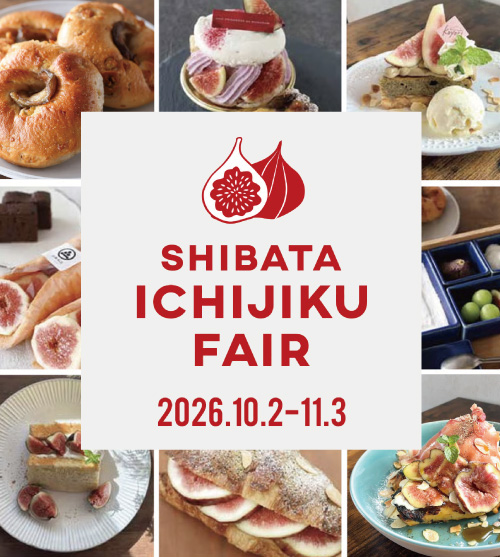 今だけの甘い秋！新発田産いちじくを味わい尽くす「SHIBATA ICHIJIKU FAIR 2026」開催中！ 11/3まで